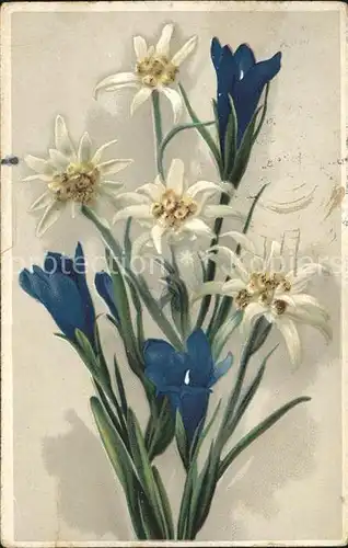Edelweiss Enziane  Kat. Pflanzen