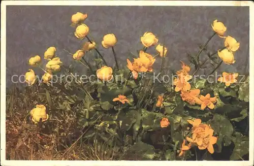 Blumen Trollblume Trollius europaeus Buttercup Kat. Pflanzen