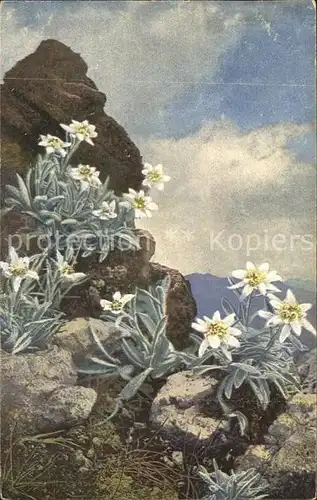 Verlag Photochromie Nr. 1322 Edelweiss Leontopodium alpinum Kat. Verlage