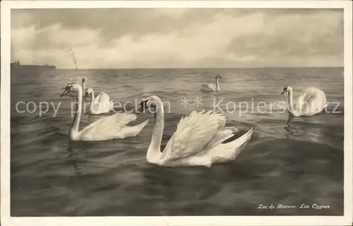 Schwan Schwaene Lac de Bienne Cygnes Kat. Tiere