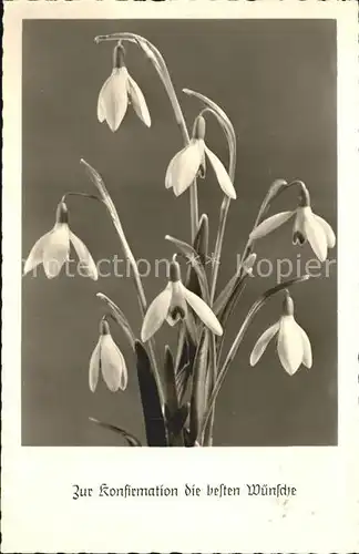 Foto Amag Nr. 70739 Schneegloeckchen Konfirmation Kat. Fotografie