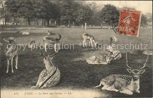 Hirsch Hirsche Lyon Parc aux Daims Kat. Tiere