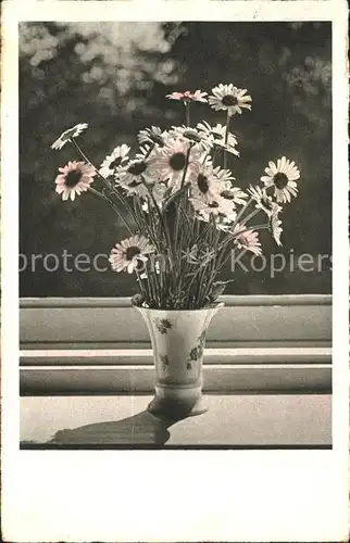 Blumen Margeriten Vase Foto Begro Nr. 3353 Kat. Pflanzen