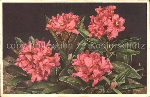 Blumen Rostblaettrige Alpenrose Kat. Pflanzen