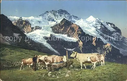 Kuehe Berge Traenke Kat. Tiere