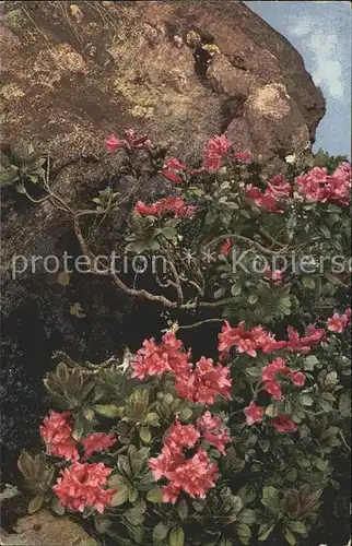 Verlag Photochromie Nr. 897 Rostblaettrige Alpenrosen Rhododendron ferrugineum Kat. Verlage