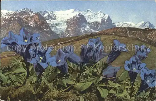 Blumen Stengelloser Enzian Gentiana Kochiana Kat. Pflanzen