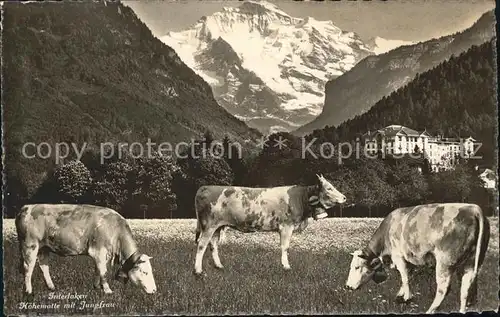 Kuehe Interlaken Hoehematte Jungfrau Kat. Tiere