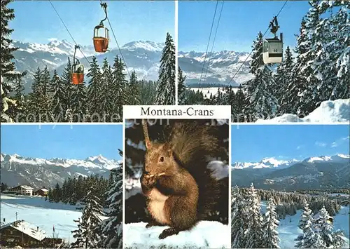 Eichhoernchen Seilbahn Montana Crans  Kat. Tiere