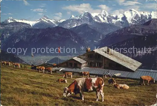 Kuehe Berghaus Niederhorn Beatenberg Wetterhorn  Kat. Tiere