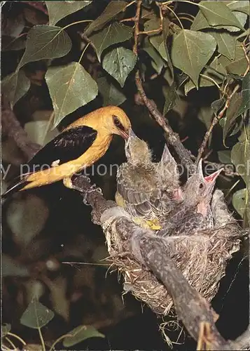 Voegel Pirolmaennchen Loriot male au nid  Kat. Tiere