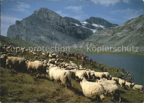 Schafe Schafherde Daubensee Gemmipass  Kat. Tiere