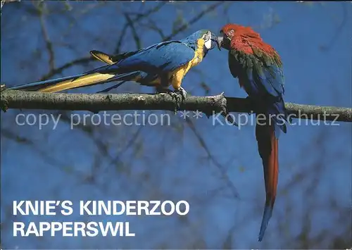 Papagei Ara Knie s Kinderzoo Rapperswil  Kat. Tiere