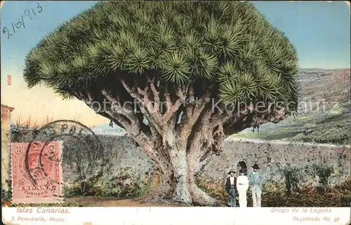 Baeume Trees Drago de la Laguna Islas Canarias  Kat. Pflanzen