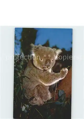 Koalabaer Eucalyptus Australia Kat. Tiere