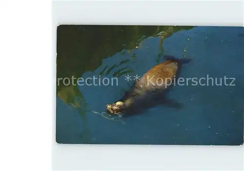 Seehunde Robben Oscar Sea Lion Monterey Bay  / Tiere /