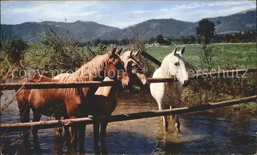 Pferde Forest Ponies  Kat. Tiere