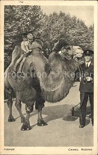 Kamele Camel Riding Kinder Regent s Park Kat. Tiere