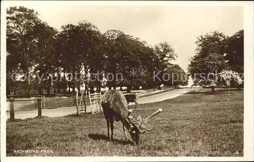 Hirsch Richmond Park Kat. Tiere