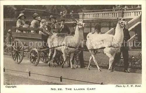 Tiere Lama Lamawagen Llama Cart  Kat. Tiere