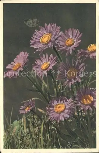 Blumen Alpenaster Aster alpinus Astro alpino Kat. Pflanzen