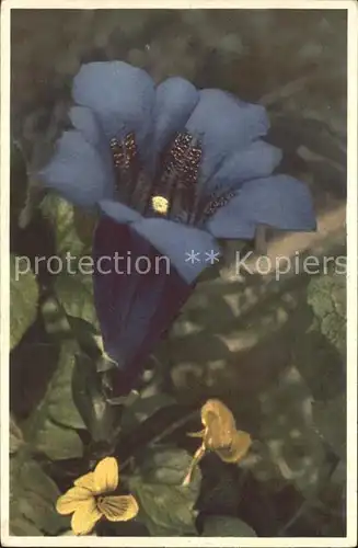 Blumen Stengelloser Enzian Gentiana acaulis Kat. Pflanzen