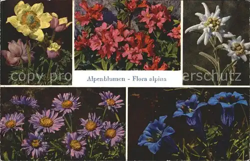 Blumen Enzian Edelweiss Alpenrosen Alpen Aster Schwefel Anemone Kat. Pflanzen