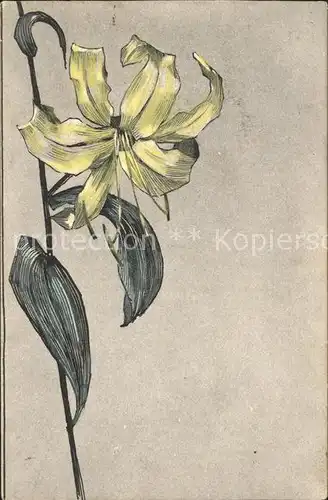 Blumen Lilie Kat. Pflanzen