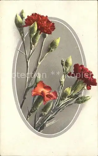 Blumen Nelken Verlag NLC Serie 246 Kat. Pflanzen