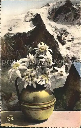Edelweiss Gletscher  Kat. Pflanzen