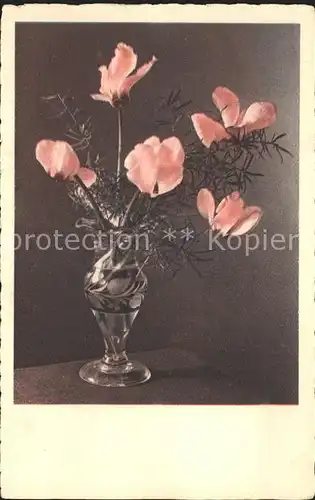 Blumen Alpenveilchen Vase  Kat. Pflanzen