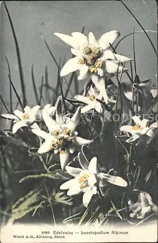 Edelweiss Leontopodium Alpinum Kat. Pflanzen