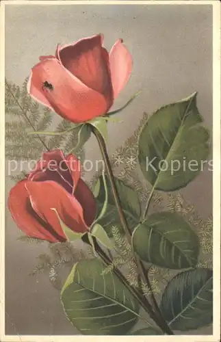 Rosen  Kat. Pflanzen