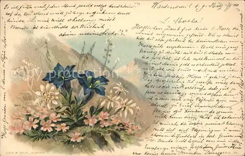 Edelweiss Enzian Litho Berge Kat. Pflanzen