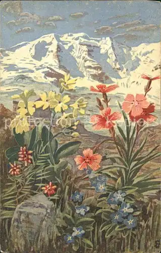 Blumen Alpenaurikel Waldnelke Berge  Kat. Pflanzen