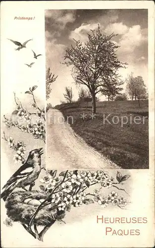 Ostern Easter Paques Vogel Vogelnest Blumen Baum  / Greetings /