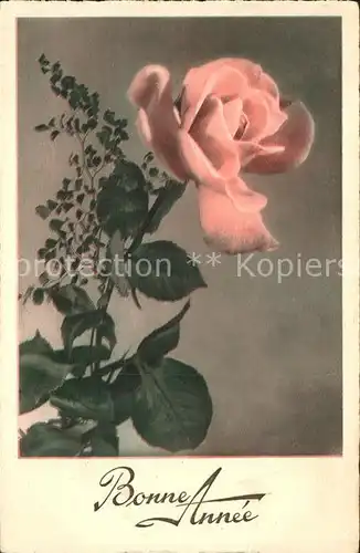 Rosen Neujahr  Kat. Pflanzen