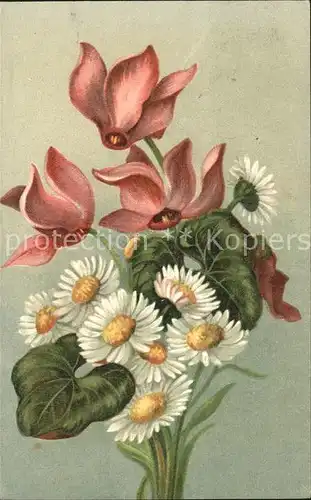 Blumen Alpenveilchen Gaensebluemchen Neujahr  Kat. Pflanzen