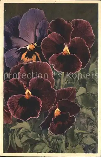 Blumen Stiefmuetterchen Viola tricolor Kat. Pflanzen
