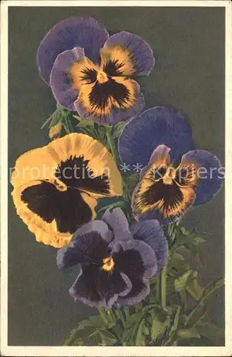 Blumen Stiefmuetterchen Viola tricolor  Kat. Pflanzen