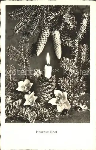 Tannenzapfen Kerze Christrose Schneerose Weihnachten  Kat. Pflanzen