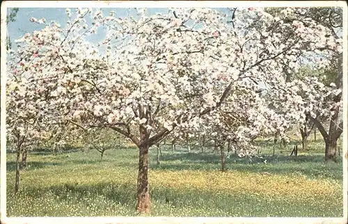 Kuenstlerkarte P. Hommel Fruehlingspracht Baum  Kat. Kuenstlerkarte