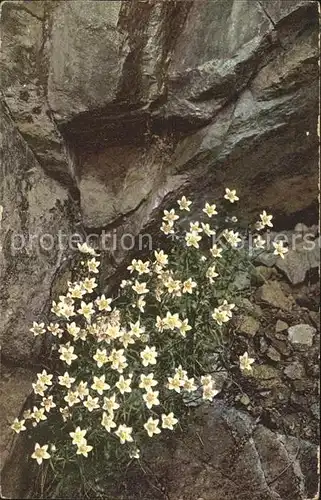 Blumen 
Saxifraga bryoides Moos Steinbrech Kat. Pflanzen
