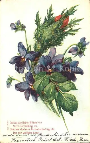 Blumen Veilchen Gedicht Litho Kat. Pflanzen