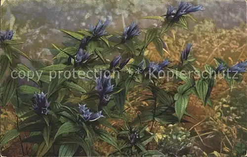 Blumen Gentiana asclepiadea Schwalbenwurz Enzian Kat. Pflanzen