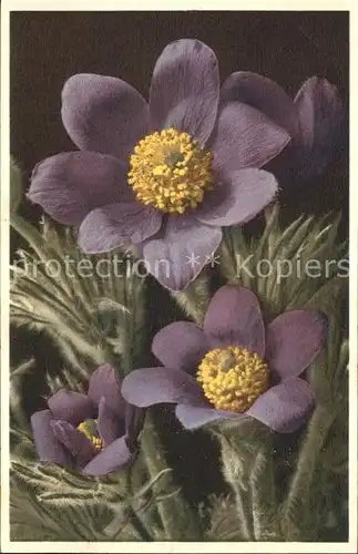 Blumen Anemone pulsatilla Kuechenschelle Kuhschelle Kat. Pflanzen