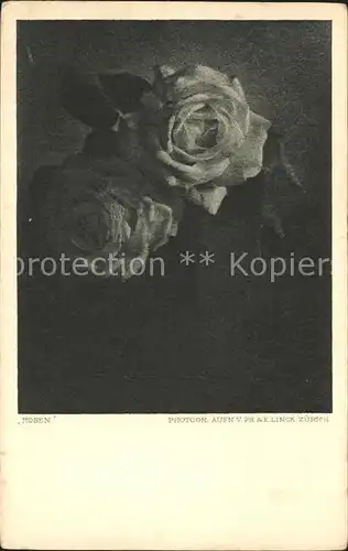 Rosen Ph. und E. Linck Zuerich Kat. Pflanzen