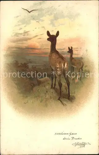 Reh Rehe Sonnenuntergang Litho  Kat. Tiere