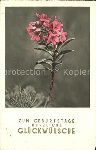 Geburtstag Glueckwunsch Blume Kat. Greetings