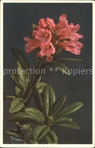 Blumen Rostblaettrige Alpenrose  Kat. Pflanzen